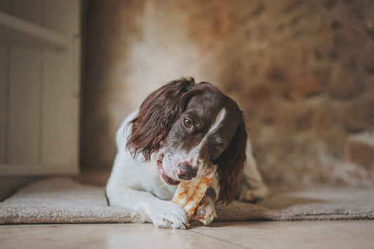 The Perfect Gift for the Perfect Pet