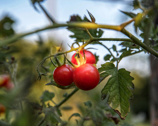 Harvest Roots: Celebrating Indigenous Foods