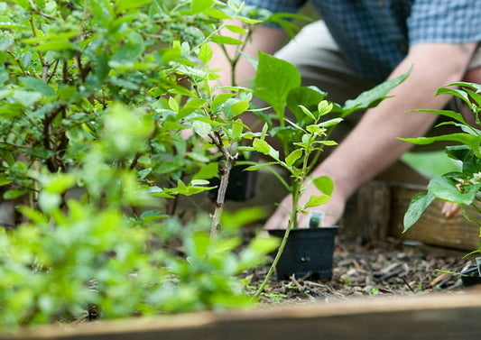 Person planting a tree sustainably 