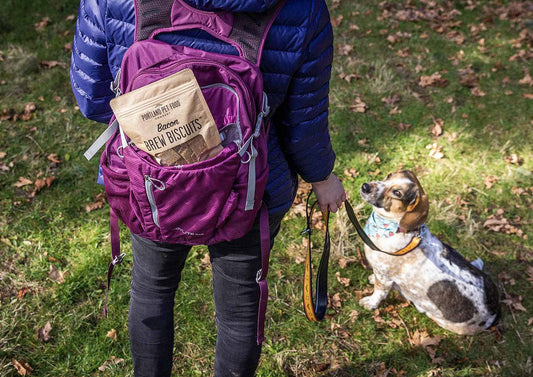 dog on a walk waiting for organic dog treats